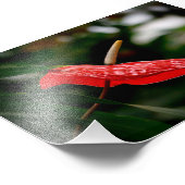 Impression Photo Rouge tropicale Anthurium Laceleaf Tailflower (Coin)