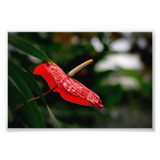 Impression Photo Rouge tropicale Anthurium Laceleaf Tailflower (Devant)