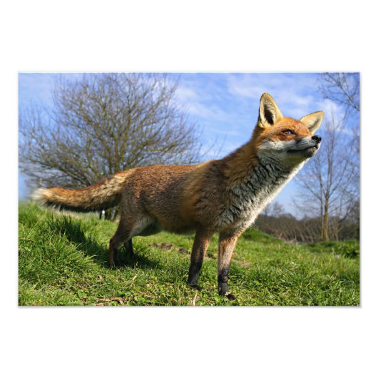 Impression Photo Royaume-Uni, Angleterre. Renard roux (Vulpes vulpe (Devant)