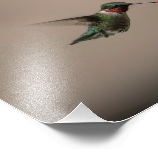 IMPRESSION PHOTO RUBY THROATÉ HUMMINGBIRD (Coin)