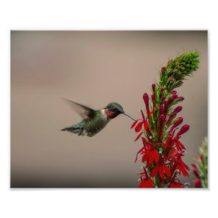 IMPRESSION PHOTO RUBY THROATÉ HUMMINGBIRD