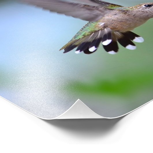 Impression Photo Ruby Throated Hummingbird Flying (Coin)