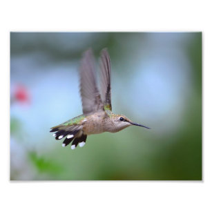 Impression Photo Ruby Throated Hummingbird Flying