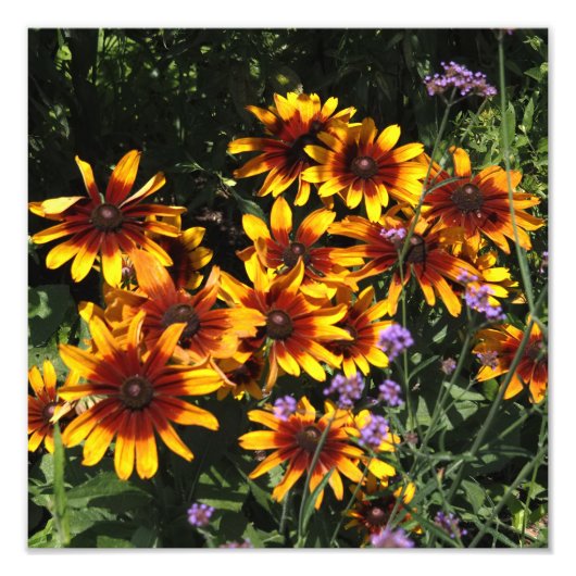 Impression Photo Rudbeckia 12"x12" (Devant)