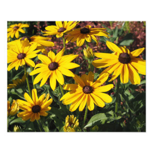 Impression Photo Rudbeckias aux yeux noirs 20"x16"