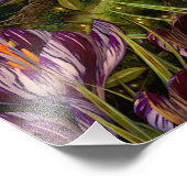 Impression Photo Saffron Crocus (Coin)