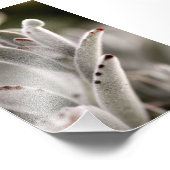 Impression Photo Sage Vert Succulent Avec Conseils Brown (Coin)