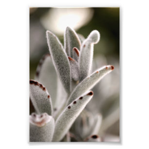 Impression Photo Sage Vert Succulent Avec Conseils Brown