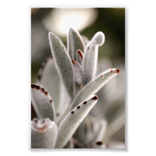 Impression Photo Sage Vert Succulent Avec Conseils Brown (Devant)