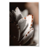 Impression Photo Sage Vert Succulent Avec Conseils Brown (Devant)