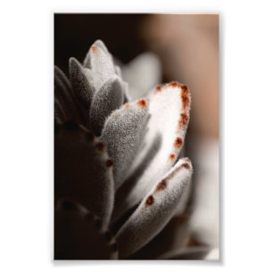 Impression Photo Sage Vert Succulent Avec Conseils Brown