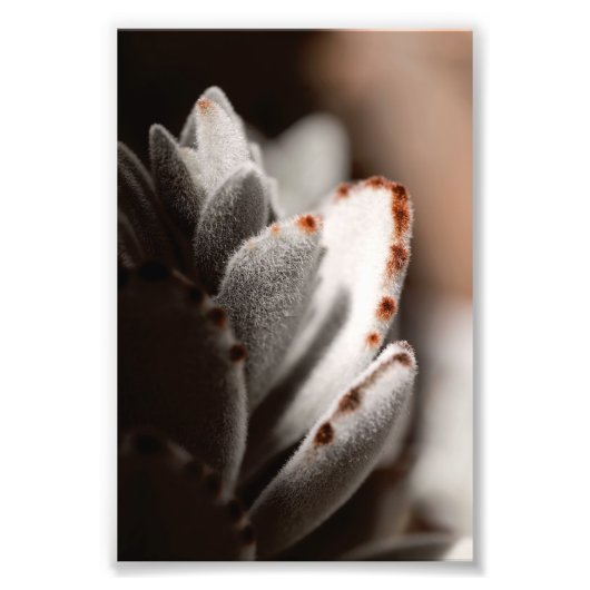 Impression Photo Sage Vert Succulent Avec Conseils Brown (Devant)