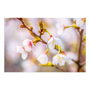 Impression Photo Sakura - Fleur de cerisier japonaise