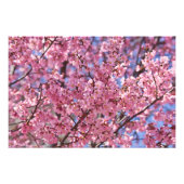 Impression Photo Sakura Pink Cherry Blossom Sky (Devant)