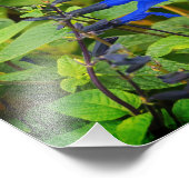 Impression Photo Salvia guaranitica les fleurs noir et bleu (Coin)