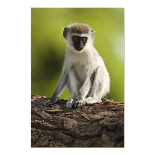 Impression Photo Samburu Game Reserve, Kenya, Vervet Monkey, (Devant)