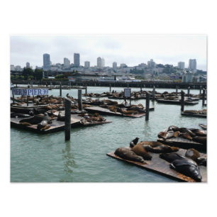 Impression Photo San Francisco et Pier 39 Sea Lions City Skyline