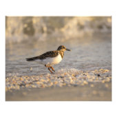 Impression Photo Sanderling Sunset (Devant)
