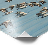 Impression Photo Sanderlings prend l'avion dans le ciel d'hiver (Coin)