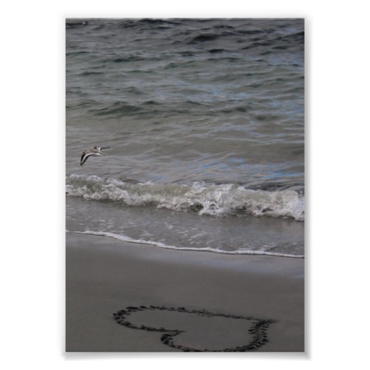 Impression Photo Sandpiper en amour (Devant)