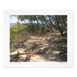 Impression Photo Sandy Path à travers les mangroves