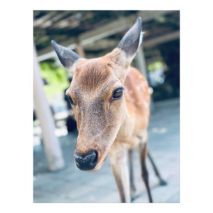 Impression Photo Sanftes Nara Reh Japan Wildlife