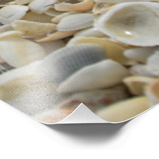Impression Photo Sanibel Shells (Coin)