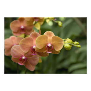 Impression Photo Sanskrit de Singapour pour Lion City). National 2