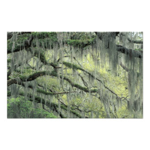 Impression Photo Savannah, Géorgie, arbre de chêne vivant drapé de