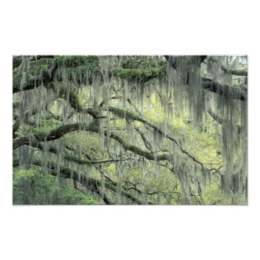 Impression Photo Savannah, Géorgie, arbre de chêne vivant drapé de (Devant)