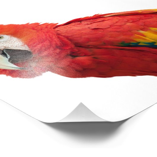 Impression Photo Scarlet Macaw Bird (Coin)