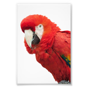 Impression Photo Scarlet Macaw Bird