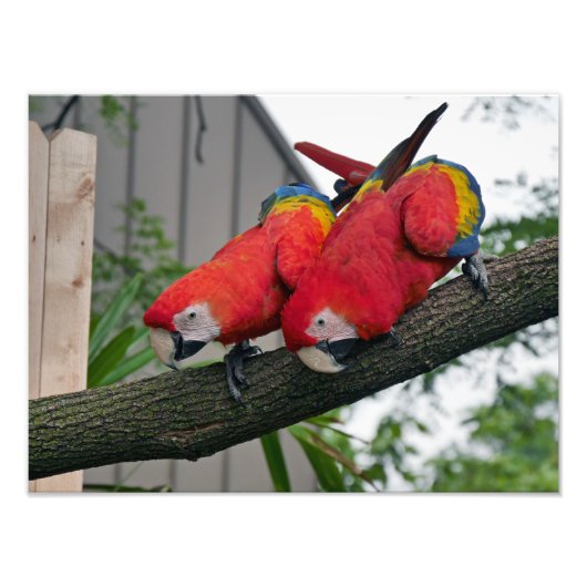 Impression Photo Scarlet Macaws (Devant)