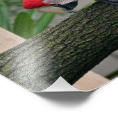 Impression Photo Scarlet Macaws (Coin)