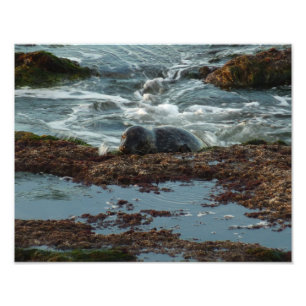 Impression Photo Sceau de port Lit Sunset I à San Diego