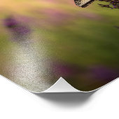 Impression Photo Scène d'été, papillon et Loosestrife (Coin)