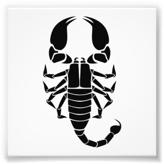 Impression Photo scorpion noir