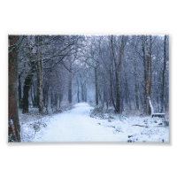 Scottish Bluebell Woods en hiver
