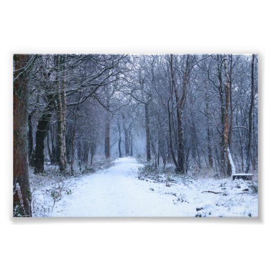 Impression Photo Scottish Bluebell Woods en hiver (Devant)