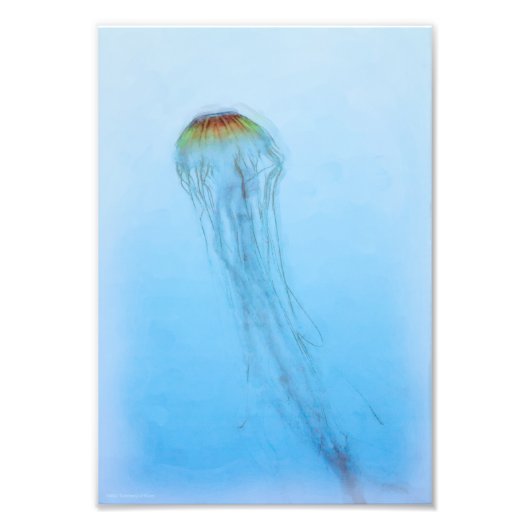 Impression Photo Sea Nettle (Devant)