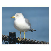 Impression photo Seagull (Devant)