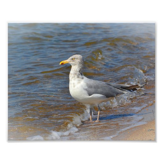 Impression photo Seagull (Devant)