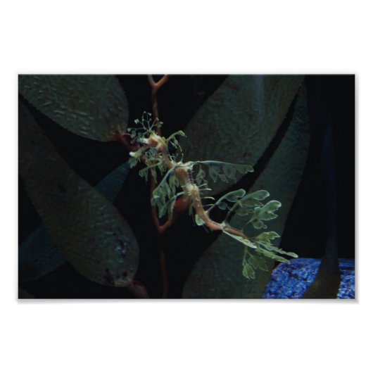 Impression Photo Seahorse (Devant)