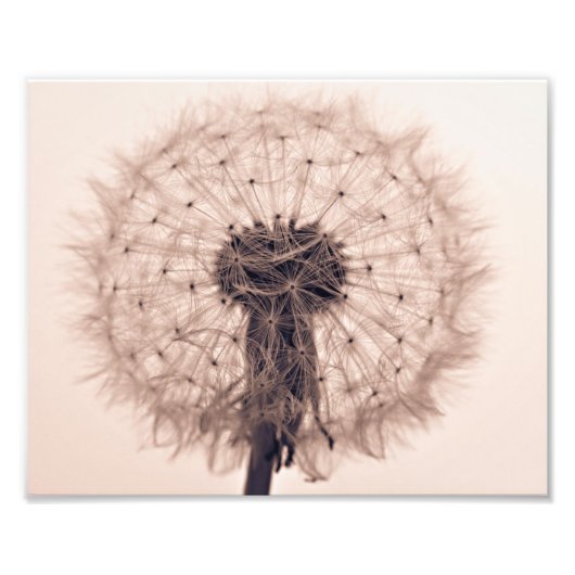 Impression Photo Sepia Dandelion Blow Ball Plante (Devant)