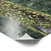 Impression Photo Séquoia géant dans la forêt, Séquoia et (Coin)