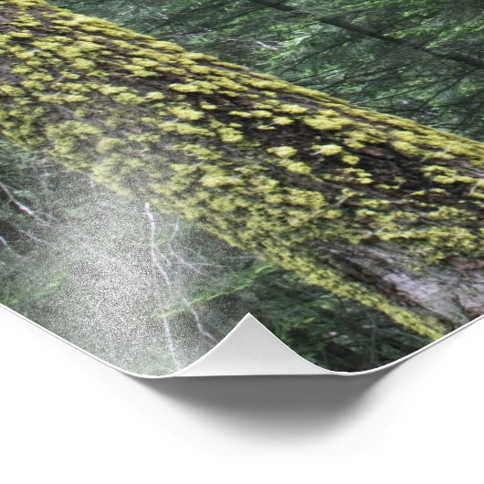 Impression Photo Séquoia géant dans la forêt, Séquoia et (Coin)