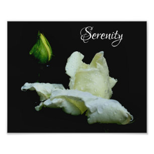 Impression Photo Serenity White Rosebud Mots Inspirationnels 8x10