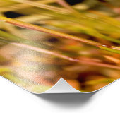 Impression Photo Serpent dans l'herbe (Coin)