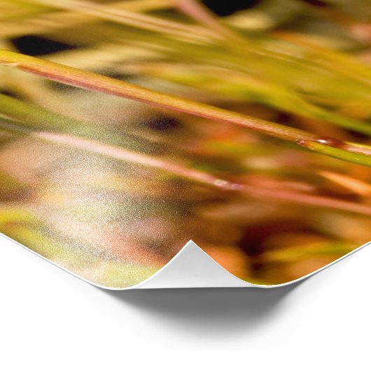 Impression Photo Serpent dans l'herbe (Coin)