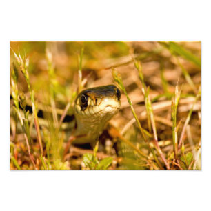 Impression Photo Serpent dans l'herbe